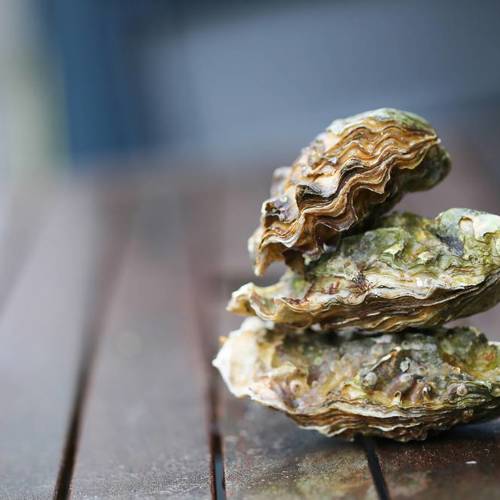 Mu Li ke (Oyster shells) plant