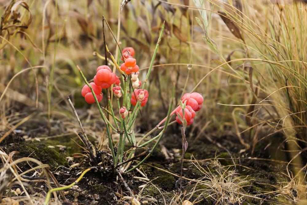 Ma Huang Gen (Ephedra root) plant