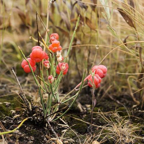 Ma Huang Gen (Ephedra root) plant