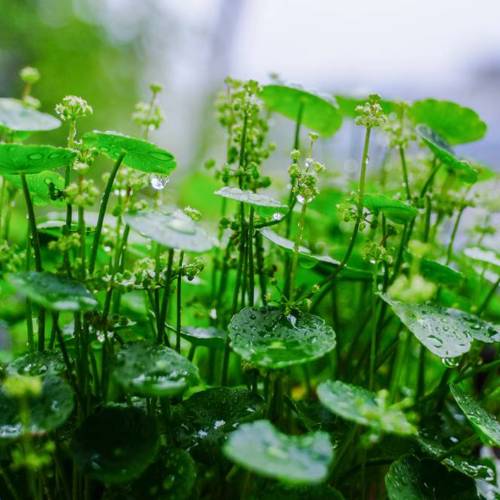 Jin Qian Cao (Gold coin herb) plant