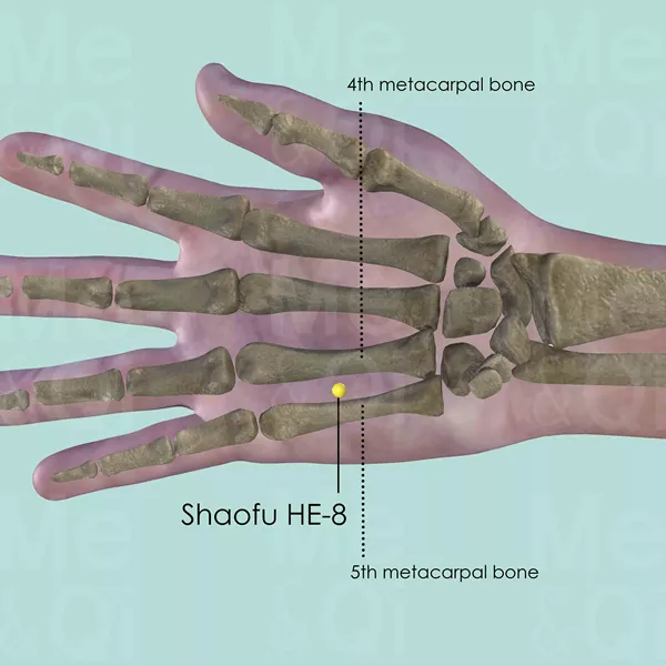 Shaofu HE-8 - Bones view - Acupuncture point on Heart Channel