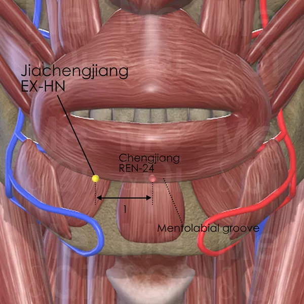 Jiachengjiang EX-HN - Muscles view - Acupuncture point on Extra Points: Head and Neck (EX-HN)