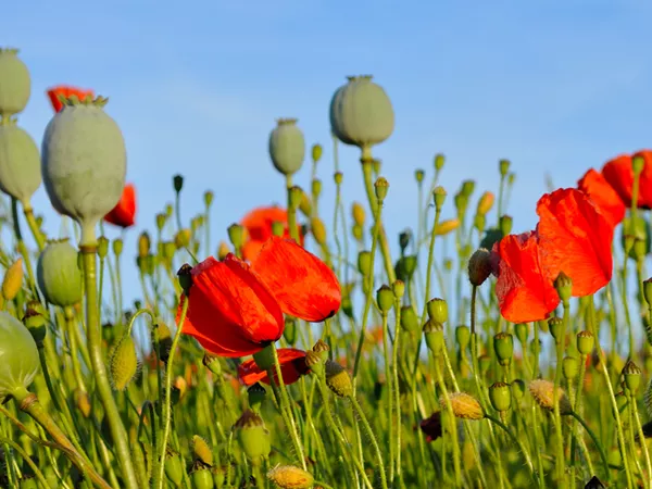 What the Poppy capsule  plant looks like