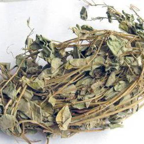 Jin Qian Cao (Gold coin herb) as TCM ingredient