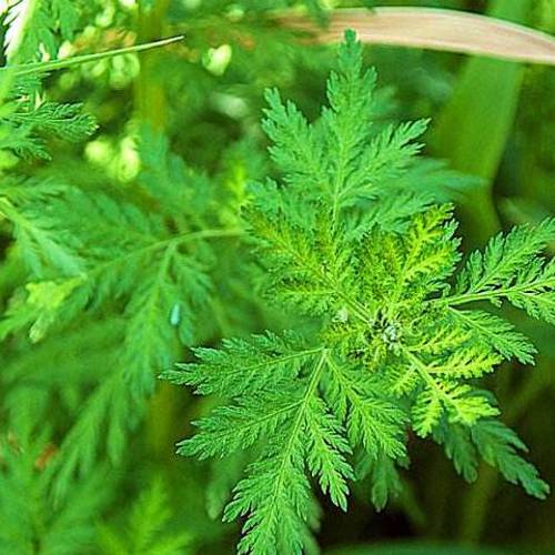 Qing Hao (Sweet wormwood herbs) plant