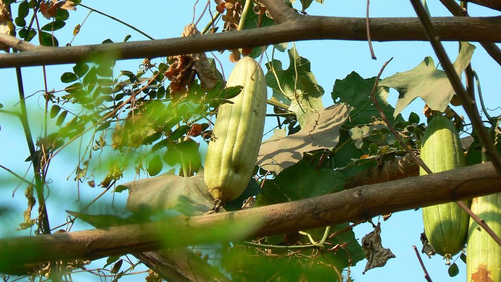Si Gua Luo (Sponge gourds) plant