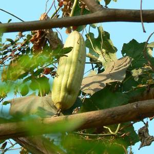 Si Gua Luo (Sponge gourds) plant