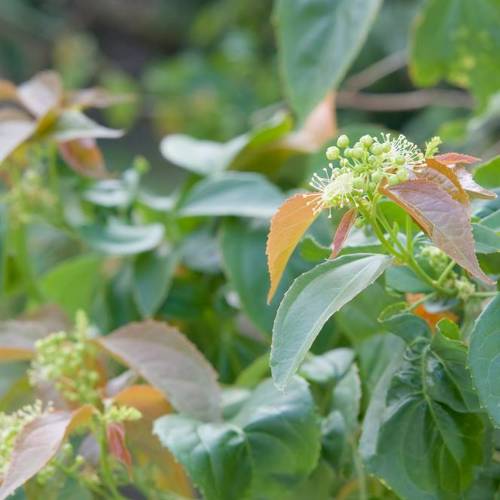 Ba Dou (Croton fruits) plant
