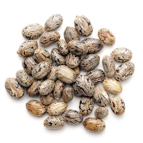 Ba Dou (Croton fruits) as TCM ingredient