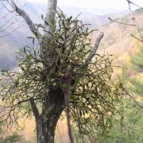 Sang Ji Sheng (Mulberry Mistletoe) plant