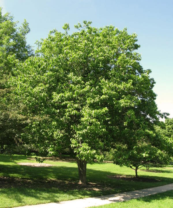 Du Zhong (Eucommia bark) plant