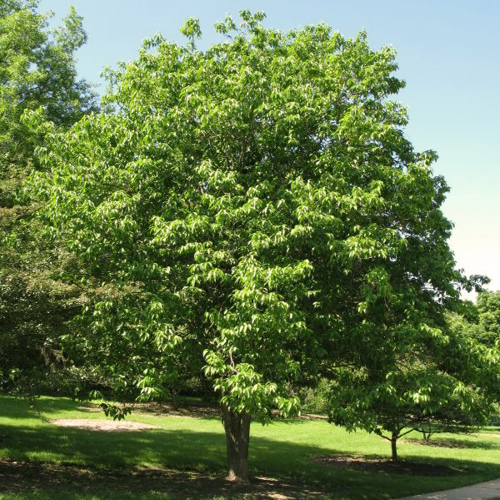 Du Zhong (Eucommia bark) plant