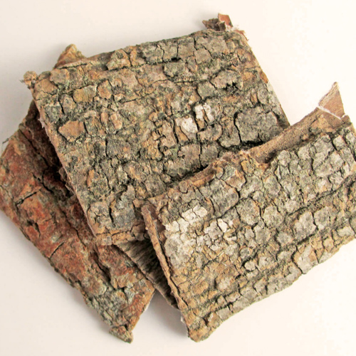Du Zhong (Eucommia bark) as TCM ingredient