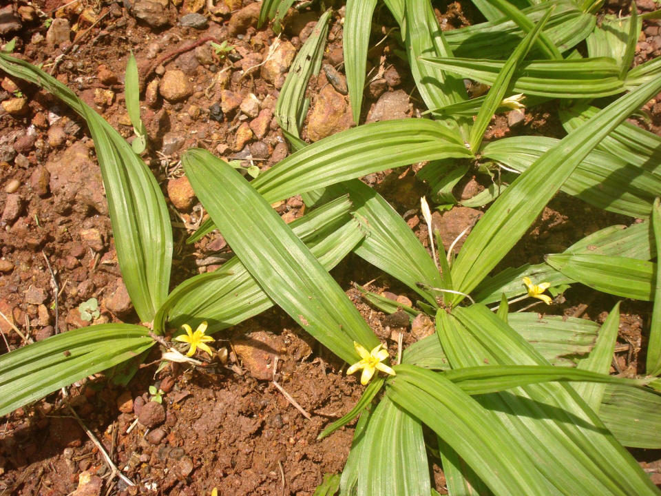 Xian Mao (Curculigo rhizomes) plant