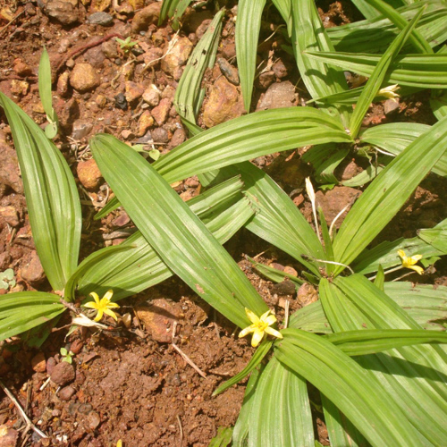 Xian Mao (Curculigo rhizomes) plant