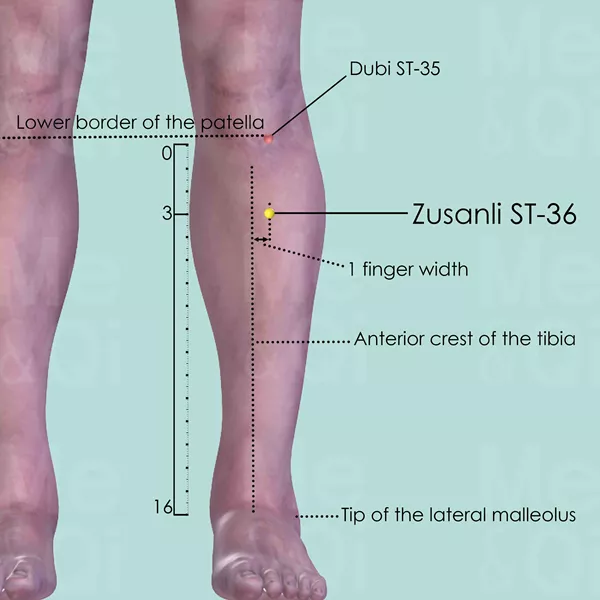 Zusanli ST-36 - Skin view - Acupuncture point on Stomach Channel