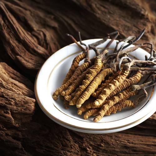 Dong Chong Xia Cao (Cordyceps) plant