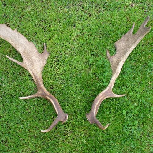 Lu Jiao Jiao (Deer antler glue) plant