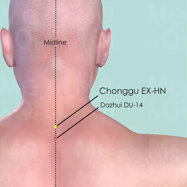 Chonggu EX-HN - Skin view - Acupuncture point on Extra Points: Head and Neck (EX-HN)