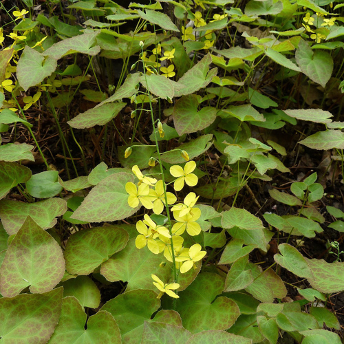 Yin Yang Huo (Epimedium herbs) plant