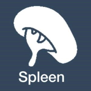 The Spleen in Traditional Chinese Medicine