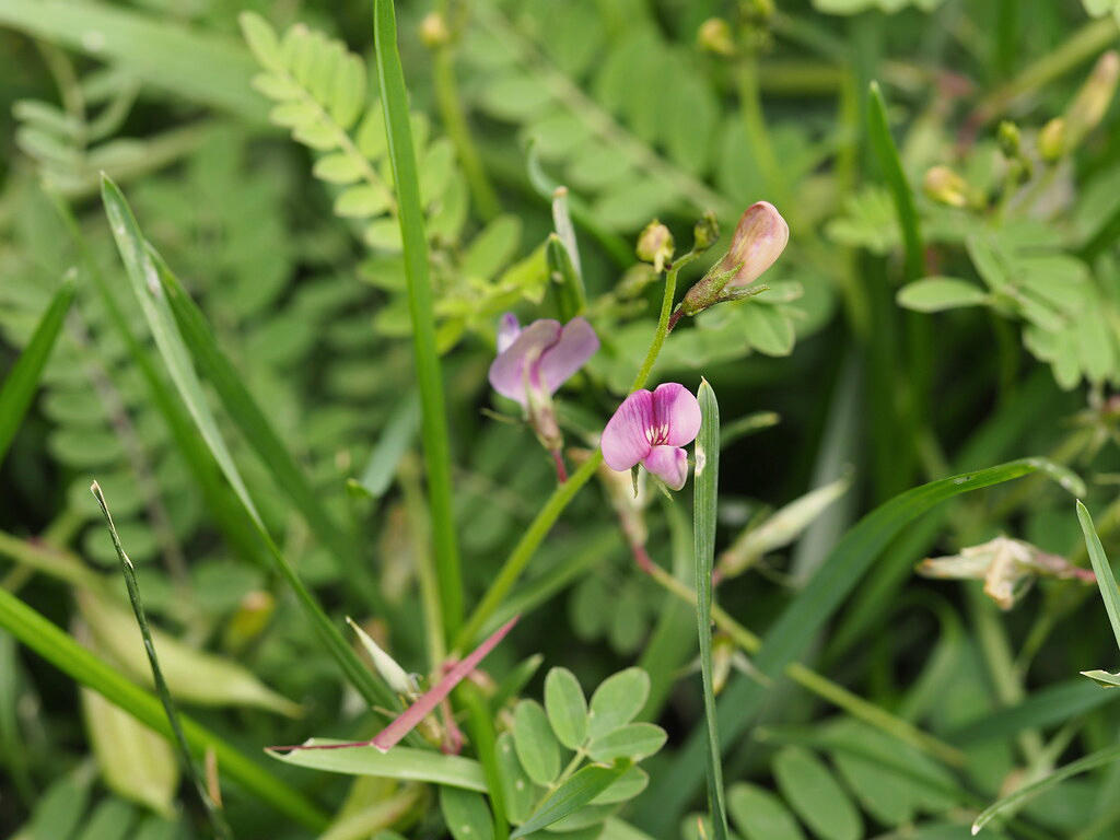 Sha Yuan Zi (Milkvetch seeds) plant