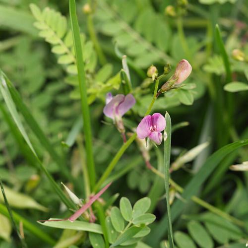 Sha Yuan Zi (Milkvetch seeds) plant