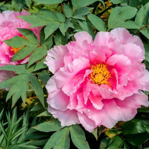 Mu Dan Pi (Mudan peony bark) plant