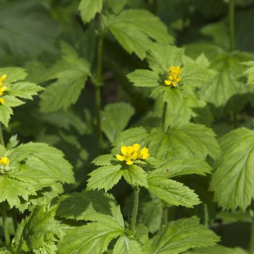 Da Qing Ye (Woad leaves) plant