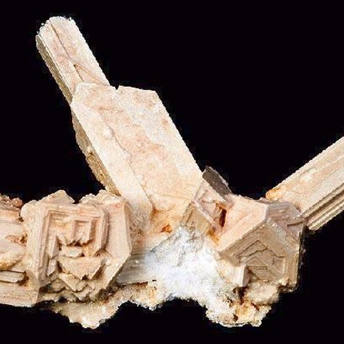 Mang Xiao (Mirabilites) plant