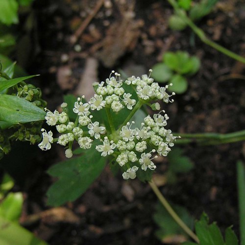 Qian Hu (Hogfennel roots) plant