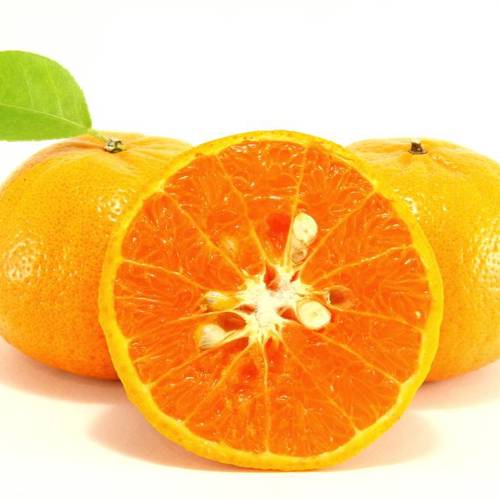 Zhi Ke (Bitter oranges) plant