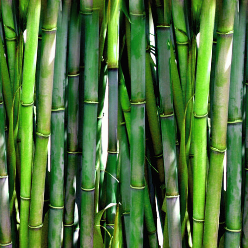 Zhu Ru (Bamboo shavings) plant