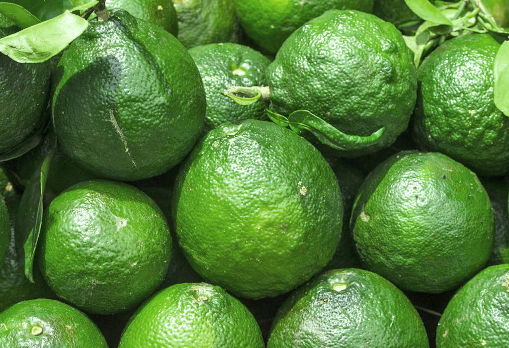 Zhi Shi (Immature Bitter Oranges) plant