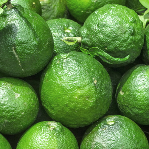 Zhi Shi (Immature Bitter Oranges) plant