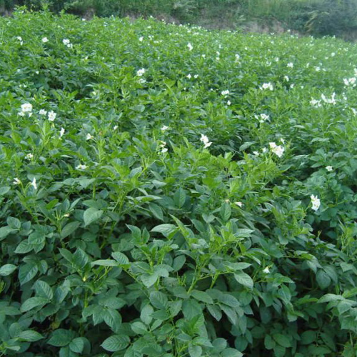 Qing Dai (Natural indigo) plant