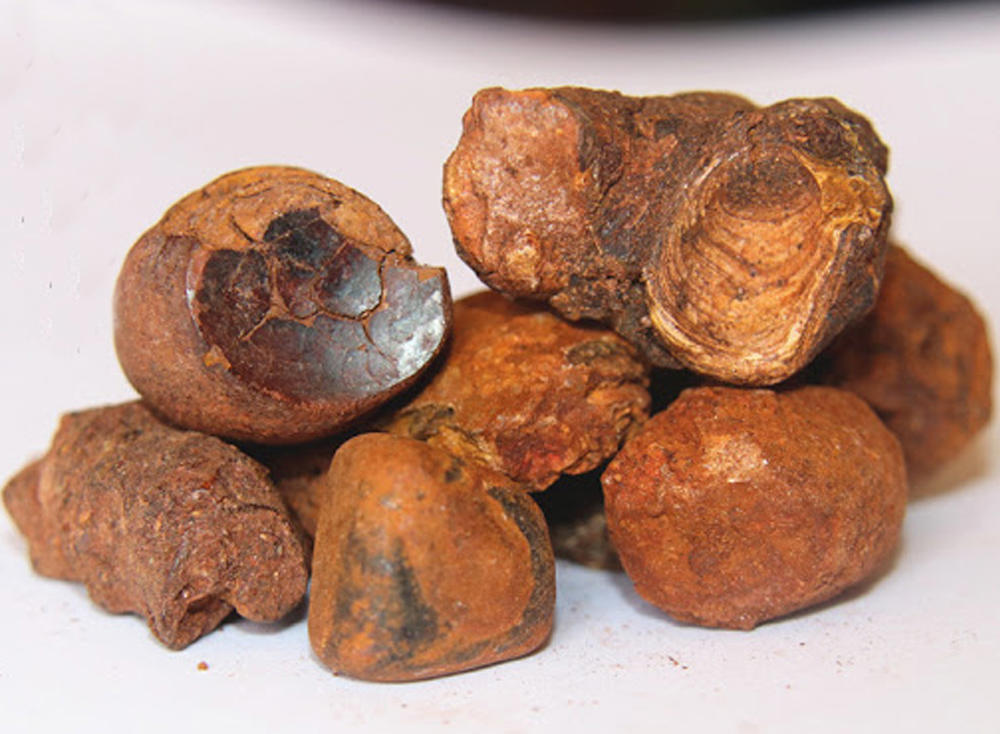 Niu Huang (Ox gallstones) plant