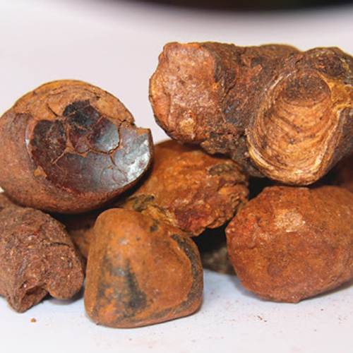 Niu Huang (Ox gallstones) plant