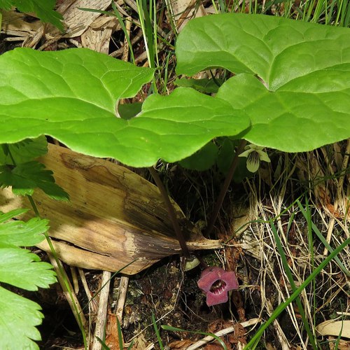 Xi Xin (Wild ginger) plant