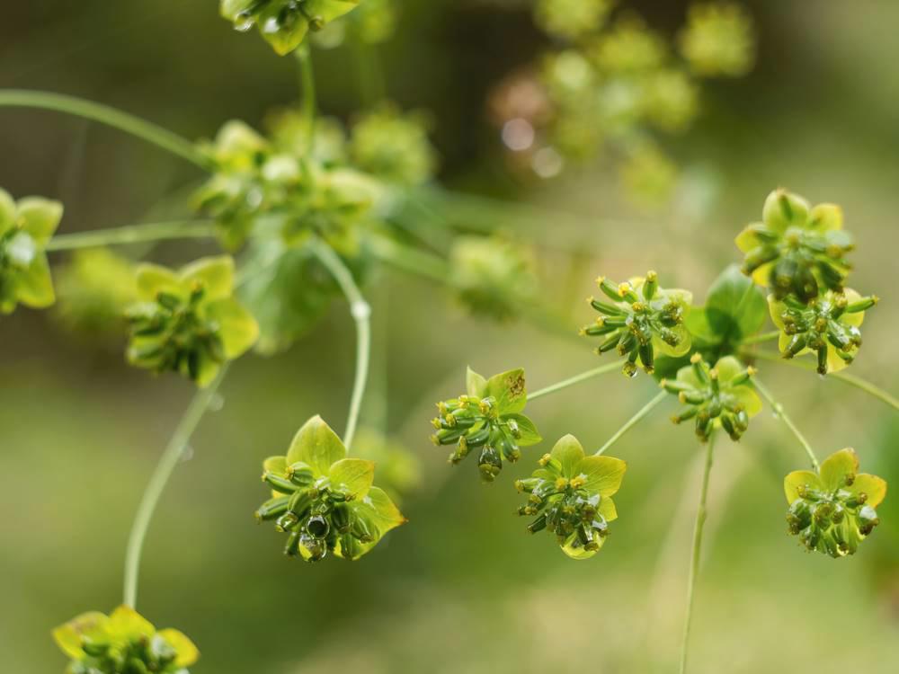 Chai Hu (Bupleurum roots) plant