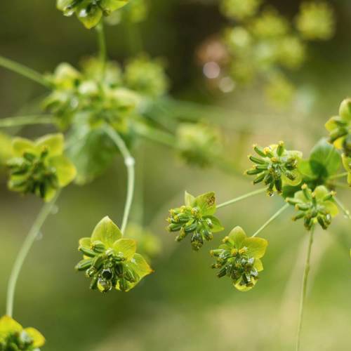 Chai Hu (Bupleurum roots) plant