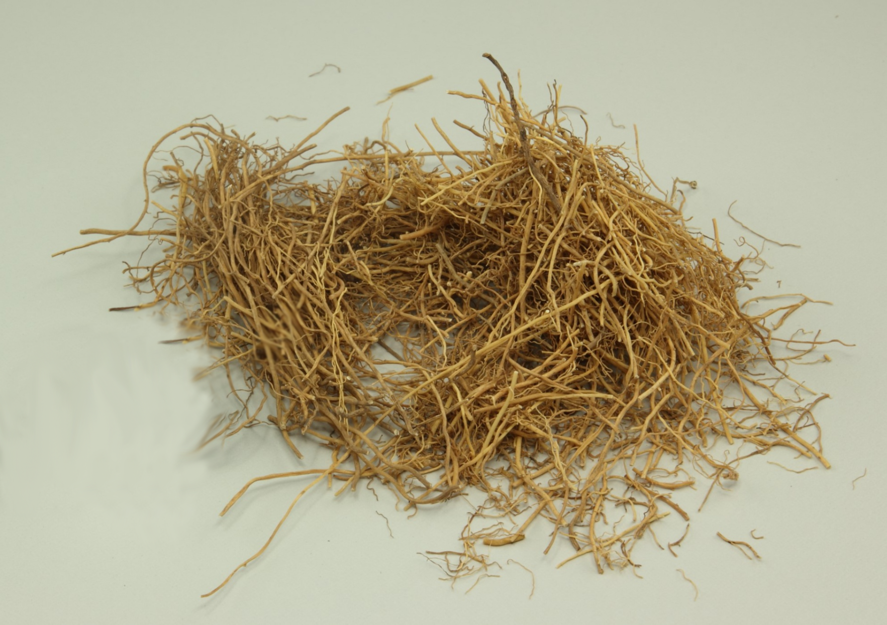 Xi Xin (Wild ginger) as TCM ingredient