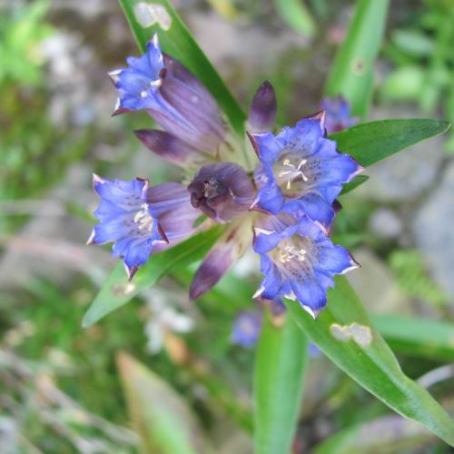 Qin Jiao (Gentian roots) plant