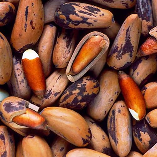 Song Zi Ren (Pine nuts) plant