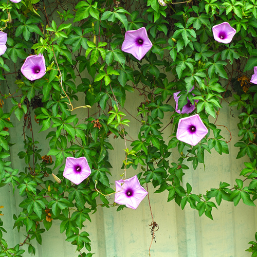 Qian Niu Zi (Morning glory seeds) plant