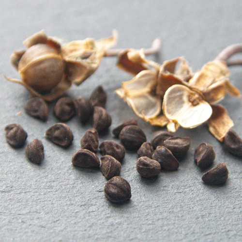 Qian Niu Zi (Morning glory seeds) as TCM ingredient