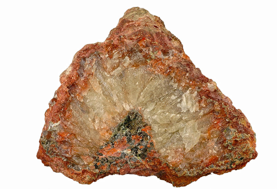 Qing Fen (Calomelas) plant