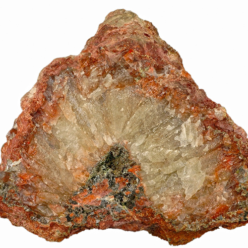 Qing Fen (Calomelas) plant