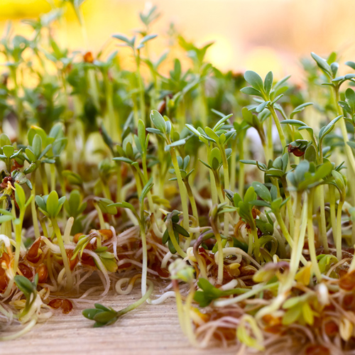 Ting Li Zi (Lepidium seeds) plant