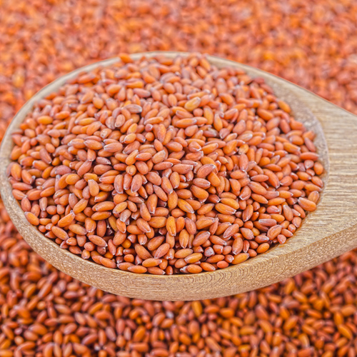 Ting Li Zi (Lepidium seeds) as TCM ingredient